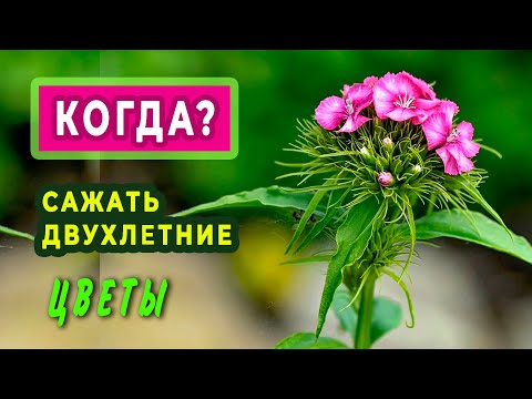 Видео: Когда сажать двухлетние цветы  —  незабудку, турецкую гвоздику, наперстянку....