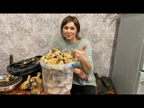 Видео: Нарешті і я назбирала багато грибів