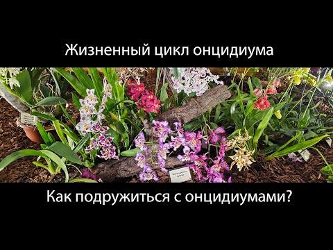 Видео: Жизненный цикл онцидиума (камбрии). Особенности роста и развития #уходзаорхидеями #орхидеи