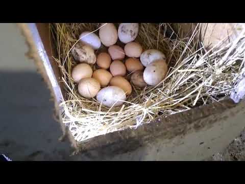 Видео: ГОЛОШЕЙКИ СНОВА ЧУДЯТ, НО МОЛОДКИ РАДУЮТ🥚🥚🥚🤗