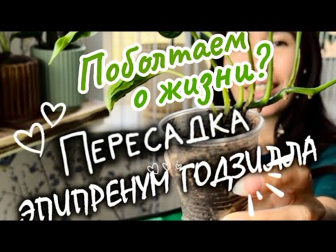 Видео: Пересадка эпипренума Годзилла или шангри-ла под размышления о том,как я начала увлекаться растениями