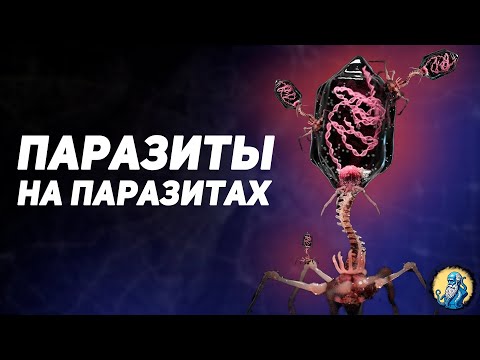 Видео: Как паразиты жрут друг друга? Тайна Гиперпаразитизма / Научный разбор