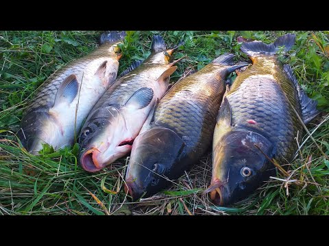 Видео: ЗАТОПЛЕННЫЙ ЛЕС КИШИТ САЗАНОМ | РЫБАЛКА НА ОПЫТЕ