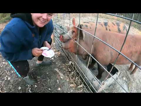 Видео: Управа с животными с утра