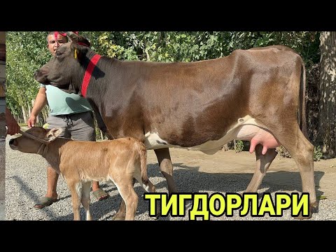 Видео: БЕГЗОД АКАДАН СУТЧИ N¹ ТИГДОР СИГИРЛАР СОТИЛАДИ ЙЕТКАЗИБ БЕРИЛАДИ SIGIRLAR NARXI 15 сентября 2024 г