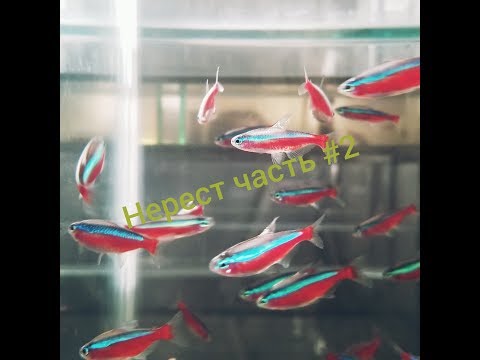 Видео: Красный неон нерест! Часть 2