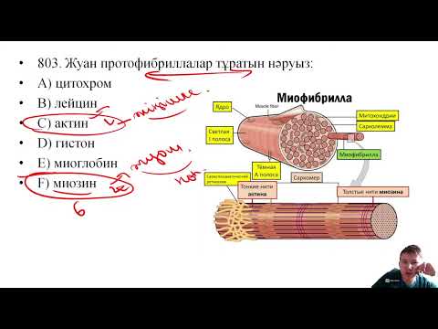 Видео: Биологиядан ҰБТ-2024 нұсқасын талдау | ЖАҢА НҰСҚА