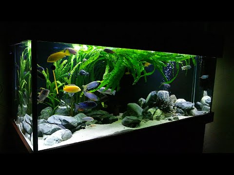 Видео: Сортирую население. Аквариум с малавийскими цихлидами 540л.