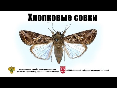Видео: Египетская и азиатская хлопковые совки