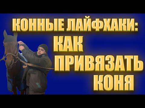 Видео: Как правильно привязать лошадь