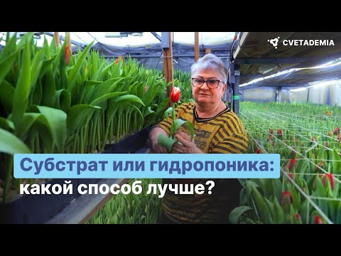 Видео: Выгонка тюльпанов – что выбрать: субстрат или гидропоника?
