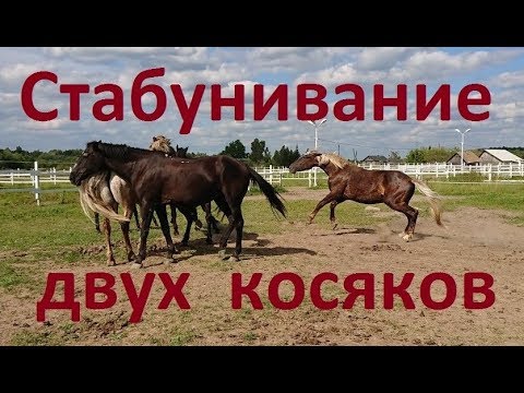 Видео: Косячный мерин. Стабунивание двух косяков. №1