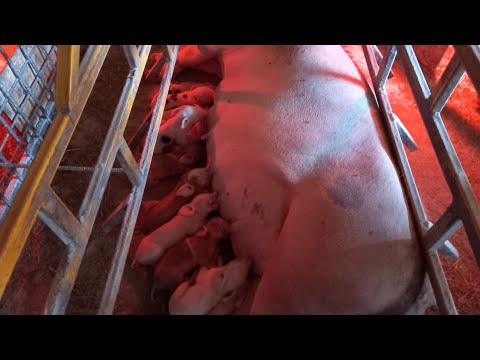 Видео: Поросёнок утонул в канализации. Вакцинация свиней от парвовируса.