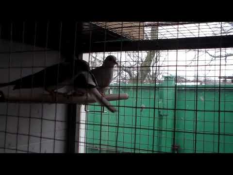 Видео: Брильянтовые горлицы 2019