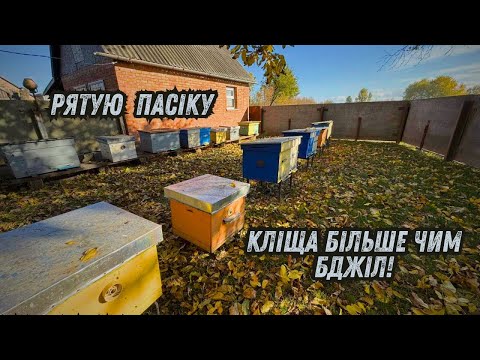 Видео: КЛІЩ АТАКУЄ❌ ТЕСТУЮ НОВИЙ ПРЕПАРАТ❗️ ШКІДНИК СИПИТЬСЯ ЖМЕНЯМИ💪