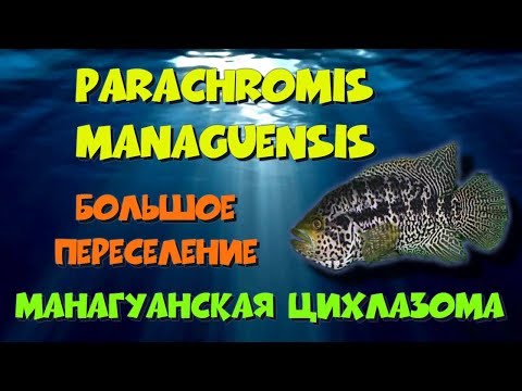 Видео: Манагуанская цихлазома - большое переселение