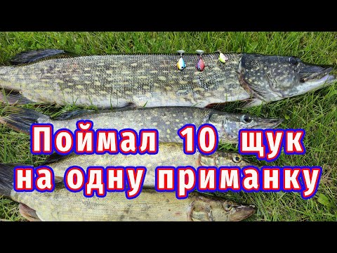 Видео: Поймал 10 щук на одну приманку!