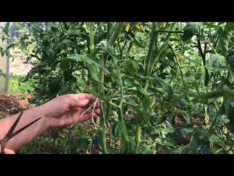 Видео: Формировка куста томата. Удаление листвы. Июнь 2021