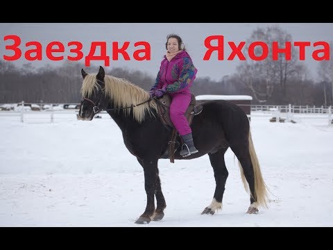 Видео: Заездка 4-х летнего коня Яхонта.