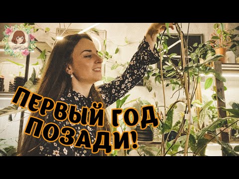 Видео: ГОД МОЕМУ ХОББИ: Как изменились черенки | БОНУС: Сажаем растение на тотем #растения #plants #обзор