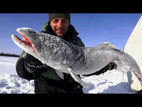 Видео: ДА ОН В ЛУНКУ НЕ ЛЕЗЕТ!!! ДА ЭТО ТАЙМЕНЬ. Рыбалка в Якутии