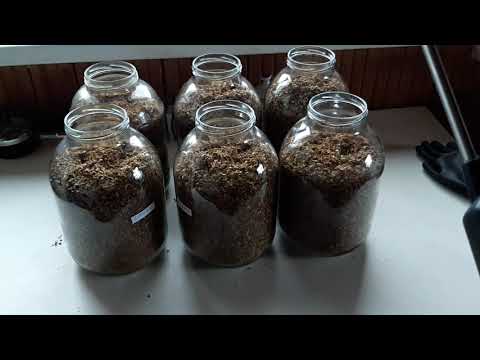 Видео: Ферментация табака. Как проверить влажнасть табака. 2021.4.3.