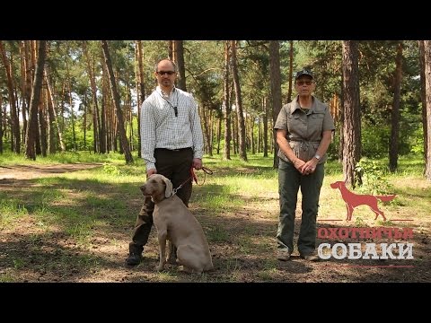 Видео: Охотничьи собаки. 22 серия. Веймаранер
