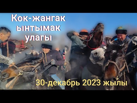Видео: Кок-жангак ынтымак улагы