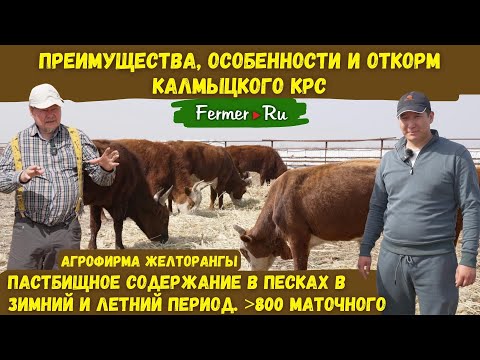 Видео: Бизнес по разведению и откорму калмыцкого КРС в Казахстане. Агрофирма Желторангы. Быки. Откорм. Скот