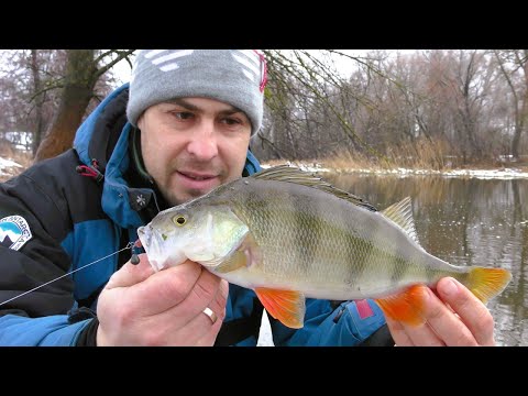 Видео: Розловив Новий Спінінг Гарними Окунями. Риболовля 2025