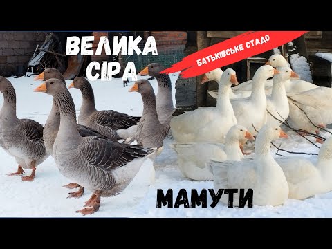 Видео: Велика сіра, мамут | Вага батьківського поголів'я гусей