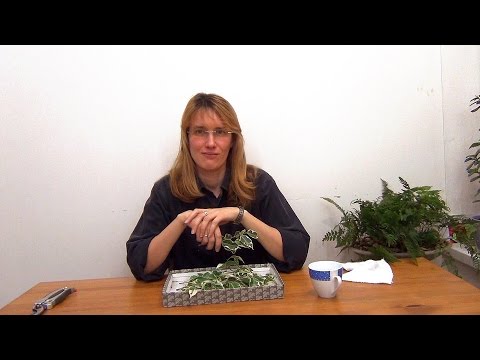 Видео: Размножение фикуса Бенджамина.