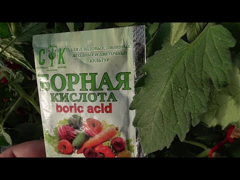 Видео: Первое борное опрыскивание - зачем делаю? Ольга Чернова.