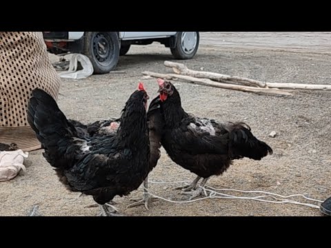 Видео: 14 СЕНТЯБР 2025 ЖЫЛ ШЫМБАЙ ТАУЫК БАЗАР КАЛАЙ БОЛЫП АТЫР ?