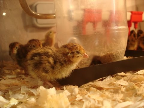 Видео: Перепела. От начала и по сей день.