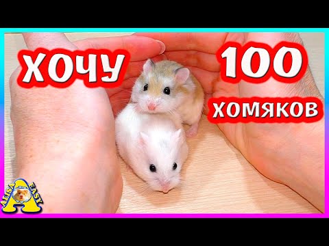 Видео: Хочу 100 хомяков роборовского / Зачем мне столько хомяков? / Амма беременна? /  Alisa Easy Pets