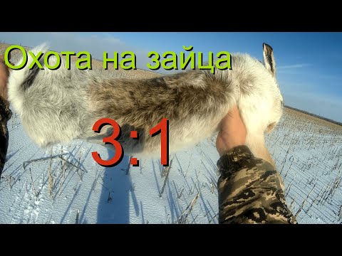 Видео: Охота на зайца.  3-1 в пользу зайца
