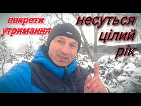 Видео: Рентабельне виробництво курячих яєць.