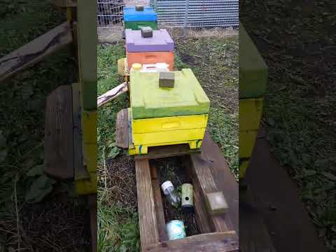 Видео: Пчеловодство в Германии, 2024