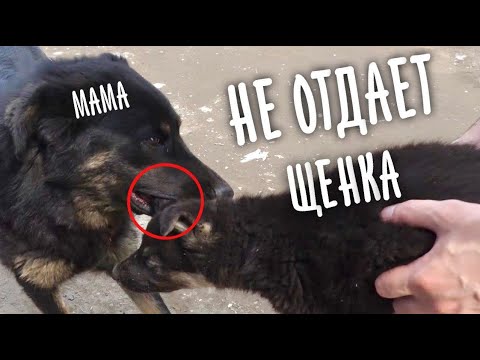 Видео: Вырвали щенка у матери.