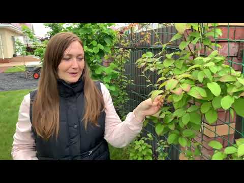 Видео: АКТИНИДИЯ ПЕРВЫЙ РАЗ ЦВЕТЕТ 🥝 10 РАЗНЫХ СОРТОВ Actinidia МИНИ КИВИ