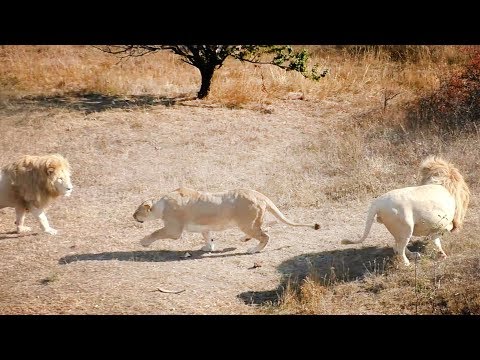 Видео: Мы думали - любовь, а оказалось - охота. Львы. Тайган. Lion Chronicles. Taigan.