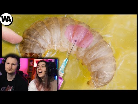 Видео: Как Сделать Королеву Из Обычной Пчелы? | РЕАКЦИЯ на WATOP