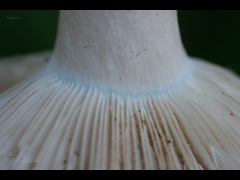 Видео: Подгруздок белый/Russula delica
