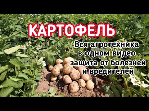 Видео: Здоровая ботва картофеля залог большого урожая. Как собрать с одной сотки 300 килограмм.