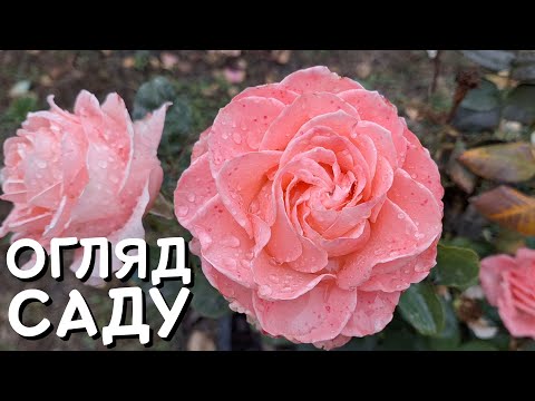 Видео: ОСІННЯ ПРОГУЛЯНКА САДОМ 🍂 ЦВІТІННЯ ТРОЯНД 🥀