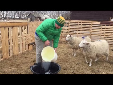 Видео: Канадский фермер.  Неделя 12