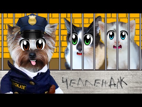 Видео: ПОБЕГ ИЗ ТЮРЬМЫ ЧЕЛЛЕНДЖ **2 часть**! КТО ПОСЛЕДНИЙ покинет ТЮРЬМУ кот МАЛЫШ или Кошка МУРКА?