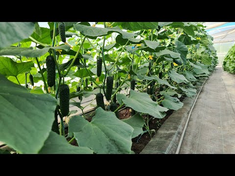Видео: Огляд гібридів огірка в 1 обороті станом на 18 травня