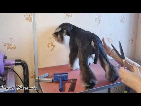 Видео: Show grooming of miniature schnauzer/ шоу стрижка цвергшнауцера / шоу груминг миниатюрного шнауцера